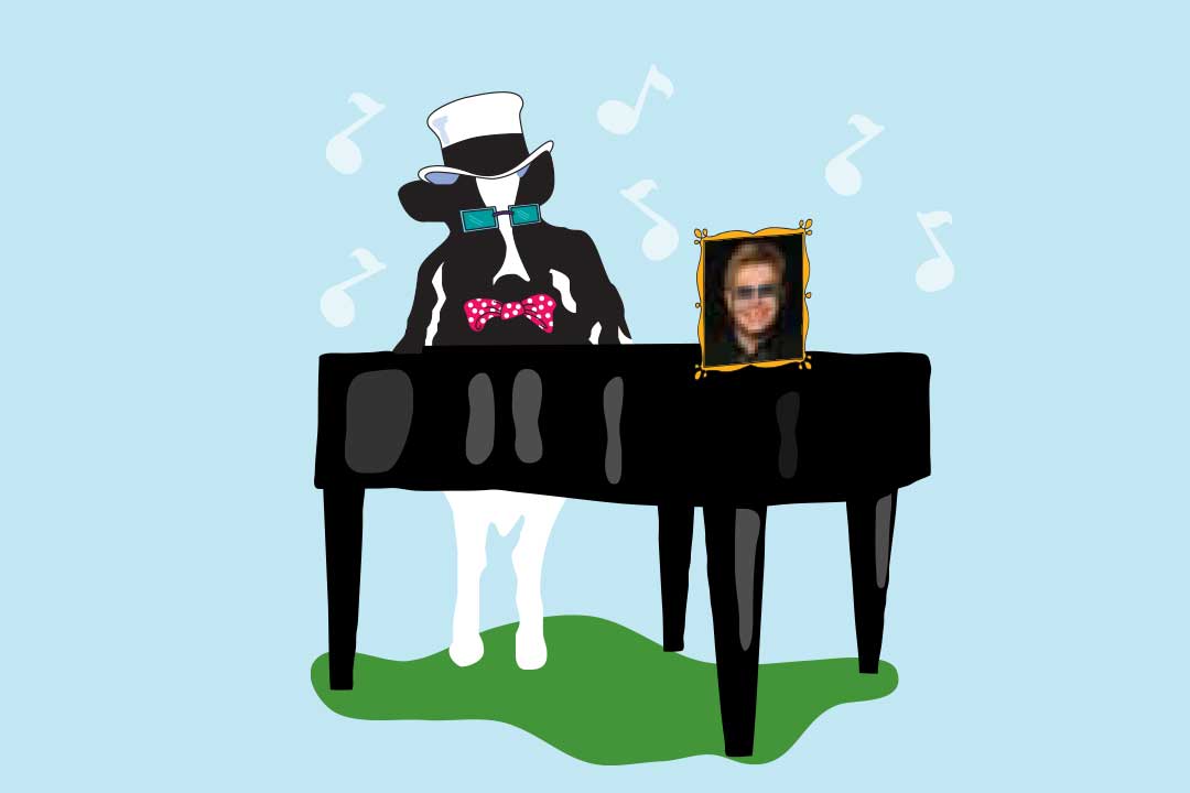 Woodie the cow with a piano and picture of Elton John