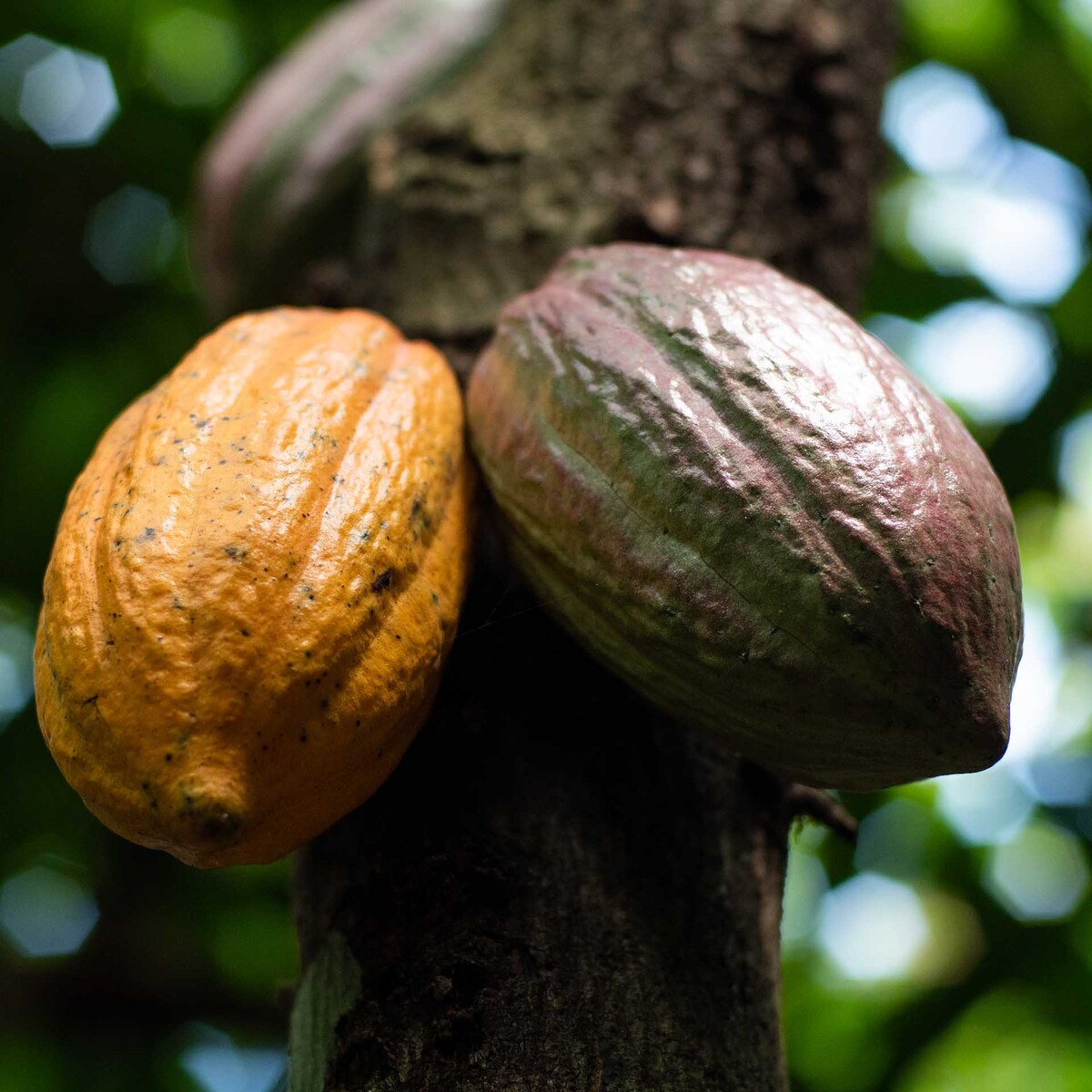 Cacao pods